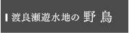 渡良瀬遊水地の野鳥