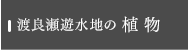 渡良瀬遊水地の植物